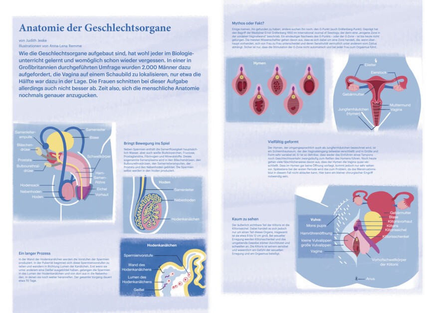 Anatomie Der Geschlechtsorgane PTAheute